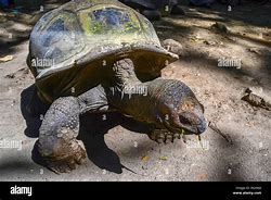 Image result for Seychelles Turtles