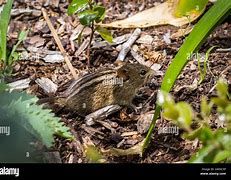 Image result for Striped Poultry