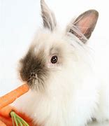 Image result for Siamese Sable Lionhead Rabbit