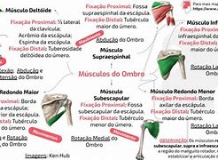 Image result for Musculos Do Ombro