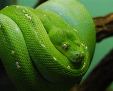 Image result for Aque Green Snake