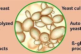 Image result for Common Yeast Products