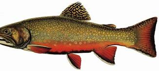 Image result for Brook Trout Art