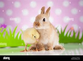 Image result for Easter Bunny Chicken