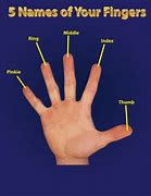 Image result for 1st Finger