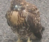 Image result for Bird Hawk Animals