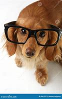 Image result for Smart GDS Dog