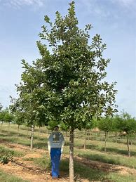 Image result for Swamp White Oak Tree