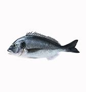 Image result for Black Sea Bream