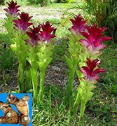 Image result for Curcuma Zedoaria