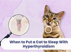 Image result for Hyperthyroid Cat Collar