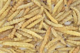 Image result for Maggots Meat