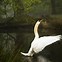 Image result for Swan Lake Nature Centre