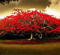 Image result for Olive Tree with White and Red Flowers