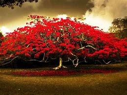 Image result for Tree with Red Inside