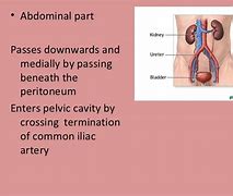 Image result for Abdominal Ureter