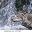 Image result for Close of a Wolf's Side View