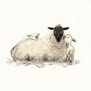 Image result for Baby Lamb Sketches