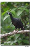 Image result for Black Guan