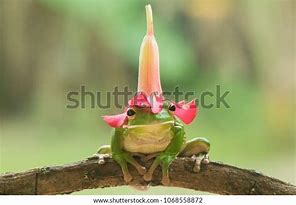 Image result for Frog with Flower On Head