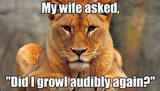 Image result for Lion Lioness Meme