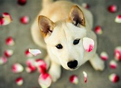 Image result for Beautiful Cute Dogs