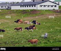 Image result for Cattle Herd