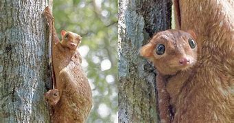 Image result for colugos baby