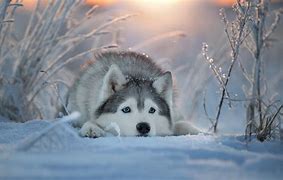 Image result for Husky Dog Background