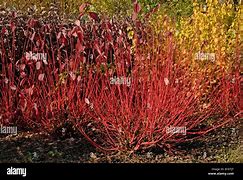 Image result for Tatarian Dogwood Shrub