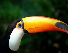 Image result for Toco Toucan