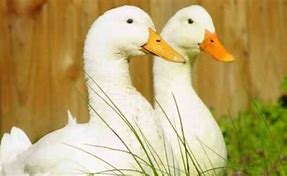 Image result for Peta Foie Gras