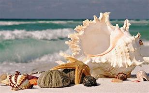 Image result for Sea Shells Wallpaper 4K