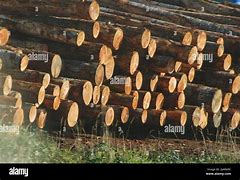 Image result for Log Pile Lumber Mill