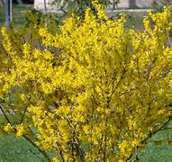 Image result for Bright Yellow Green Shrubs