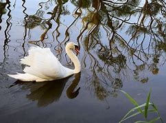 Image result for Swan Lake Nature Centre