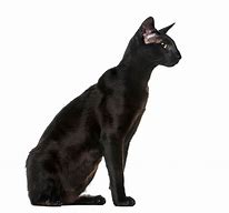 Image result for Black Cat Breeds