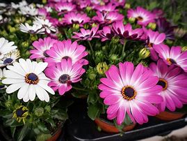 Image result for Daisy Seedlings