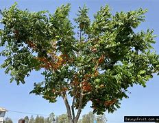 Image result for Black Bean Tree