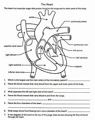 Image result for Circulatory System Grade 5