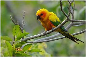 Image result for Habitat for Birds in Guyana