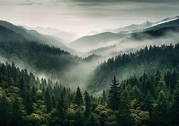 Image result for Mountain Forest Scenery