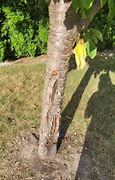 Image result for SAP Ball Oozing Peach Tree