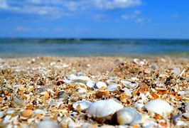 Image result for Sea Shells Wallpaper 4K