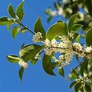 Image result for Fragrant Tea Olive Tree