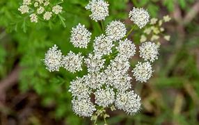 Image result for Wild Carrot Poison-hemlock