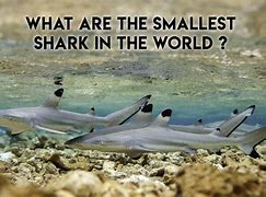 Image result for Little Pet Sharks