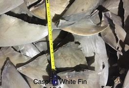 Image result for Dried Shark Fin