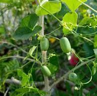 Image result for Pokok Timun