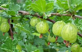 Image result for Images of Gooseberry